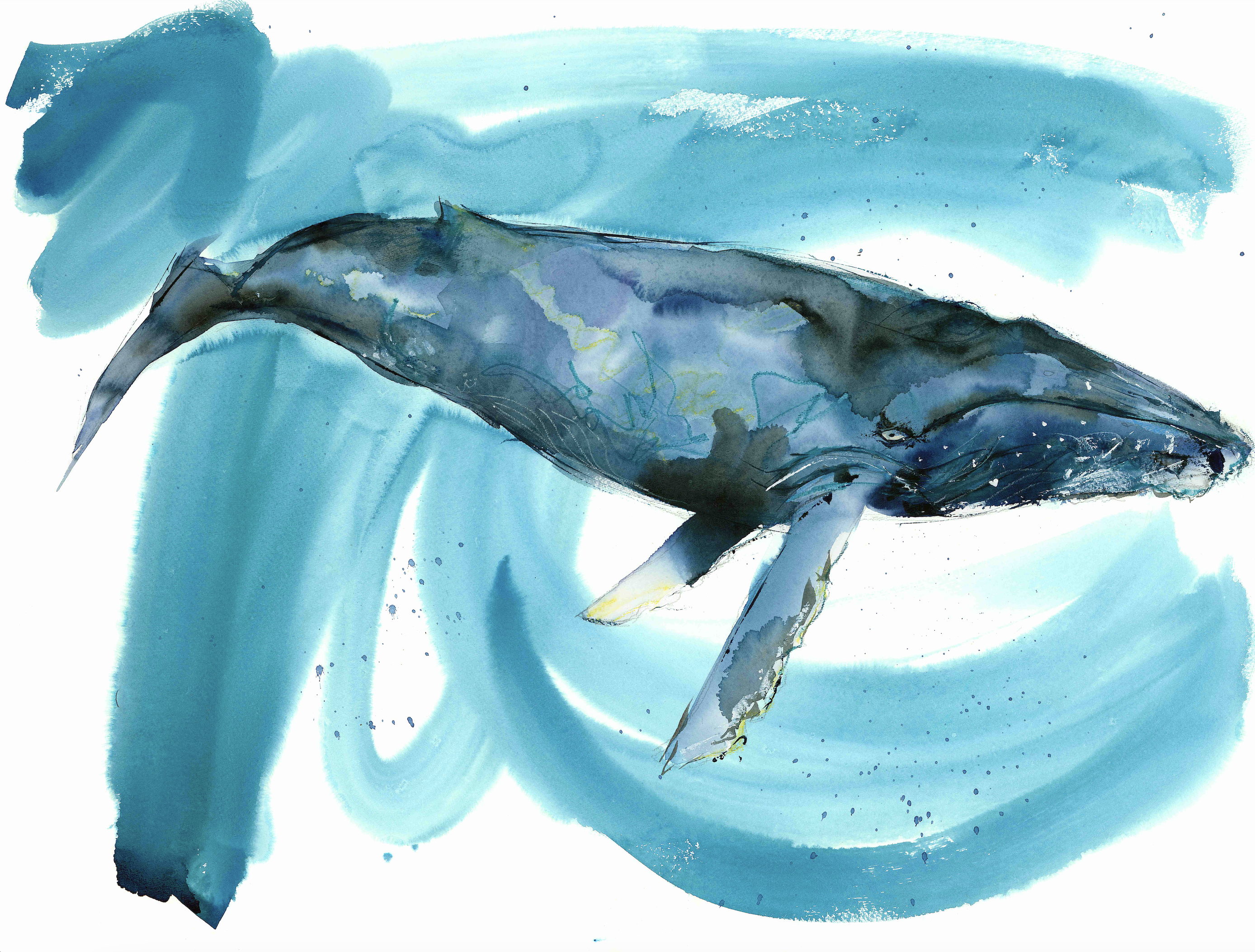 Liz-Lind-Humpback-Whale29x22_11_web.png